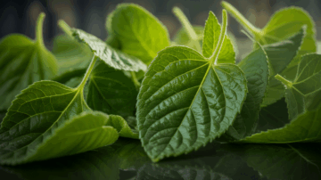 Les Feuilles de Laurier Humides : Le Danger Caché qui Menace Votre Cuisine ! – feuilles de laurier humides