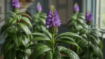 Cette plante banale qui sème la discorde dans les foyers français : découvrez pourquoi le laurier est au cœur de la polémique ! – laurier